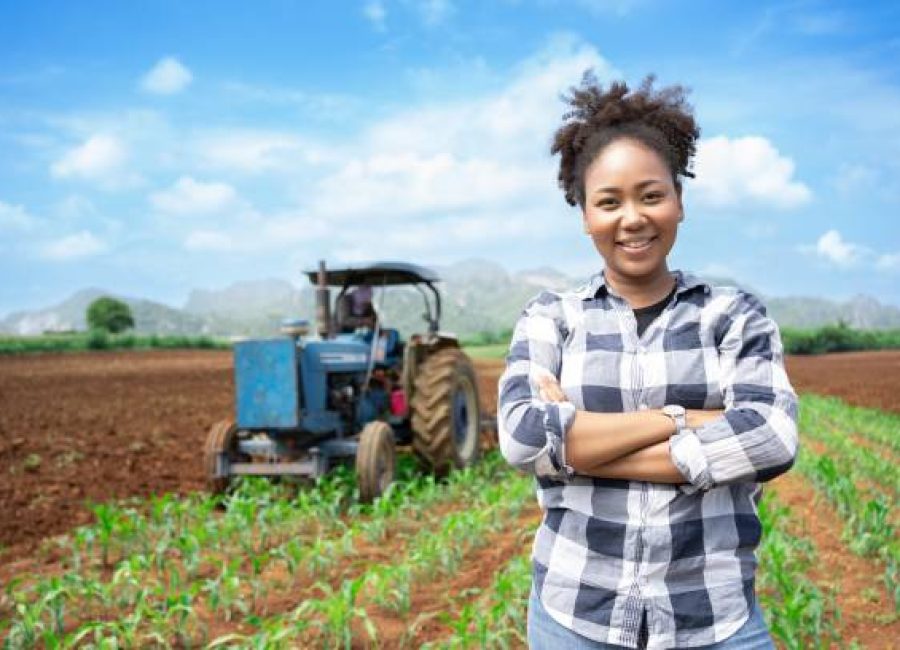 African woman Agriculture Farmer examining corn plant in field. Agricultural activity at cultivated land. Woman agronomist inspecting maize seedling.Expert inspect plant quality in green field rural.